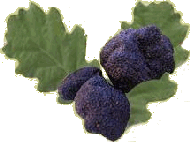 Truffes Noire du P&eacute;rigord Ete ou Hiver Week-End Stage Cuisine Restauration d&eacute;gustation truffes noires �t� hiver 
